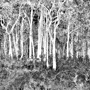 the forest is silent.